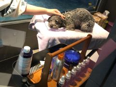 -Oh My Dog宠物沙龙(伊珊娜皮毛护理店)