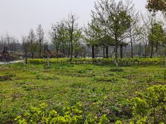 -合肥滨湖国家森林公园