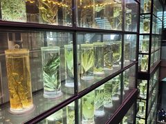 -广东中医药博物馆