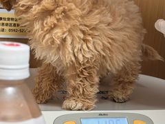 -瑞派康怡24h宠物医院·犬猫医疗中心·微创绝育(瑞景分院)