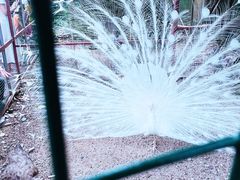-西双版纳总佛寺