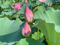 -莲花池公园
