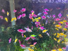 -双季花艺园艺市场(浦东店)