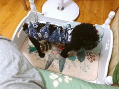 -美联众合动物医院(·中兽医·疑难杂症·严家桥分院)