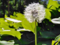 -黑龙江省森林植物园