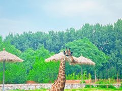 -北京野生动物园