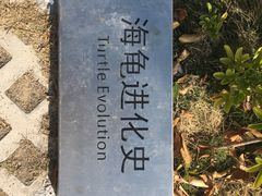 -广东惠东海龟国家级自然保护区