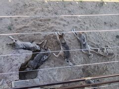 -鄂尔多斯野生动物园