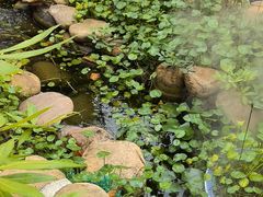 -后湖小院·乡野田园菜