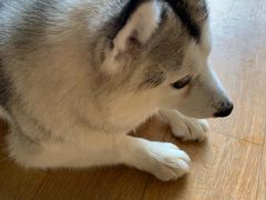 -Husky Go! 哈士奇体验馆·宠物咖啡厅狗咖