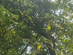 -大眼强五杯鹅·桑拿鸡煲