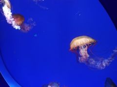 -海合安青岛极地海洋公园