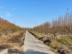 -上海长兴岛郊野公园