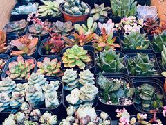 -双季花艺园艺市场(浦东店)