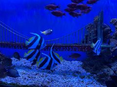 -太平洋海底世界