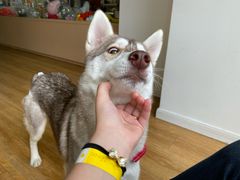 -Husky Go! 哈士奇体验馆·宠物咖啡厅狗咖