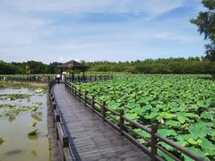 -大湾区中央湿地公园