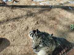 -青藏高原野生动物园