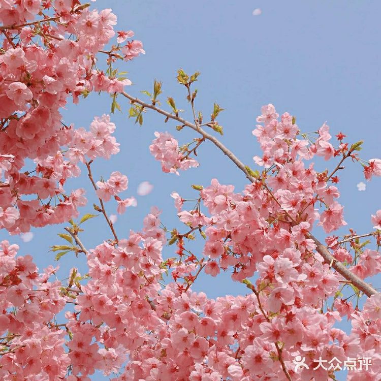 樱花季的旅行
