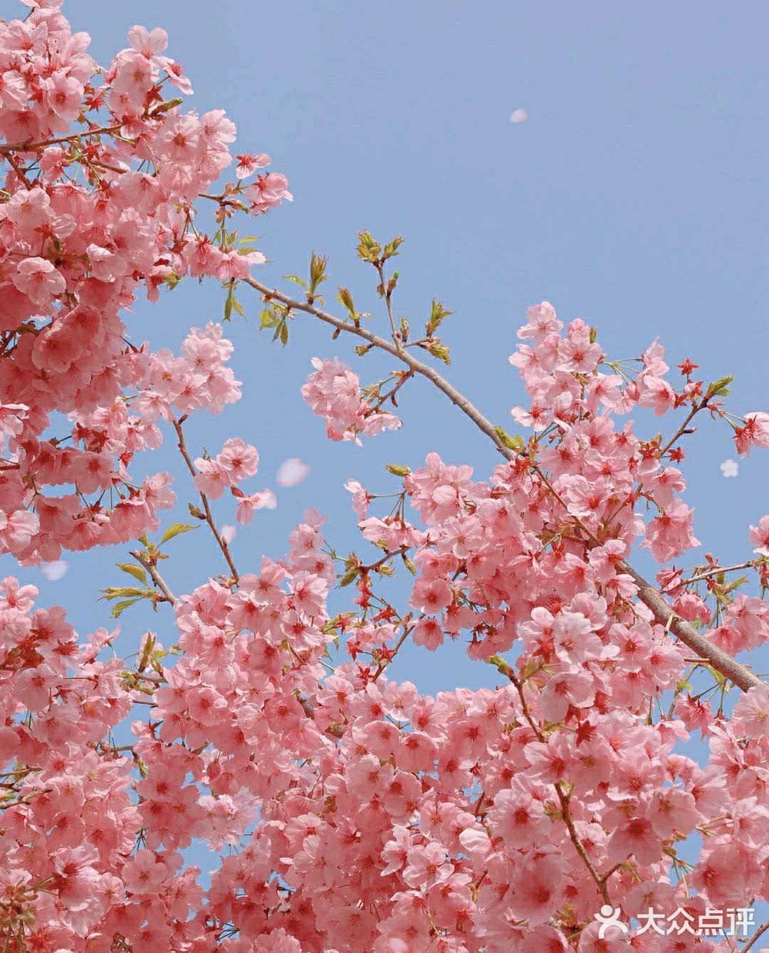 樱花季的旅行