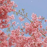 樱花季的旅行