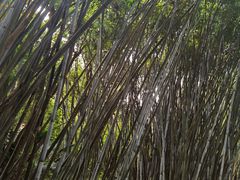 -海南热带野生动植物园