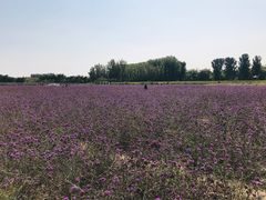 -北京东方普罗旺斯薰衣草庄园