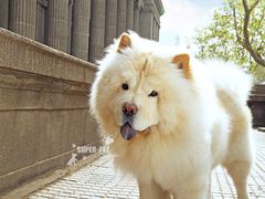 -超宠爱宠物摄影-Super pet