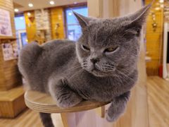 -猫的茶·猫咖