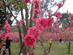 -桃花涧