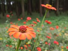 -上海共青森林公园