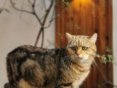 -喵屿·大理花园猫咖