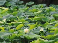 -盘龙城国家考古遗址公园