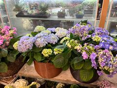 -双季花艺园艺市场(浦东店)