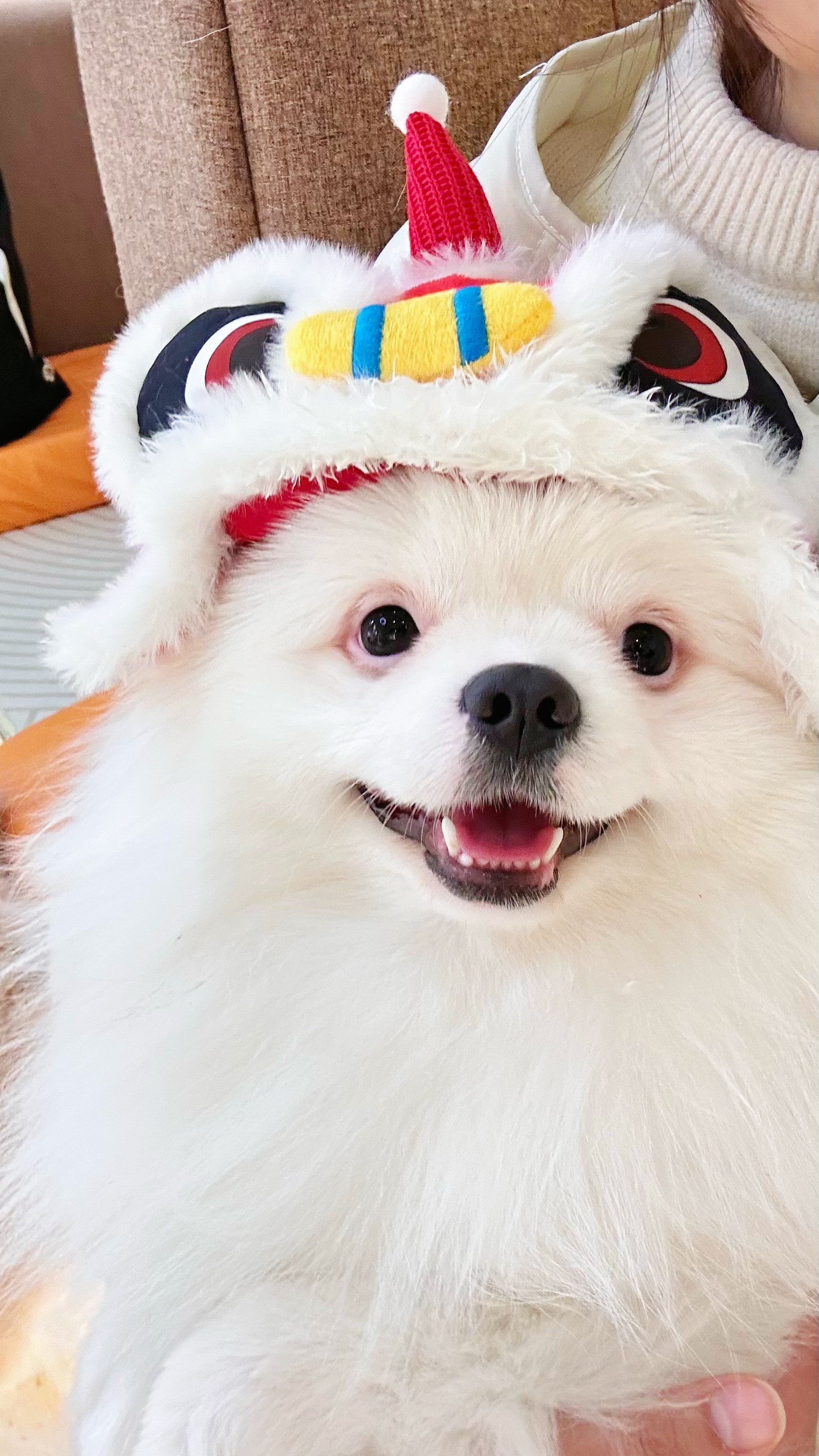 狗狗微笑攻势来袭