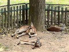 -大连森林动物园