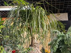-花鸟鱼虫鲜花绿植市场(玉泉路店)