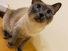 -滚猫咖啡·猫咖·猫友好撸猫(未来城店)