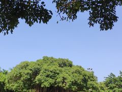-万绿园