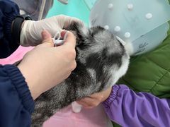 -北京观赏动物医院·24小时大型综合·猫专科·异宠专科