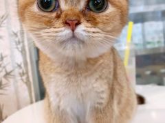 -楼上猫咖(罗湖店)
