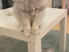 -酷豆宠物咖啡·宠物美食·撸猫馆