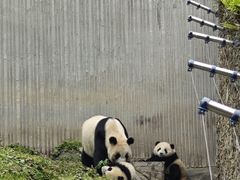 -卧龙中华大熊猫苑神树坪基地