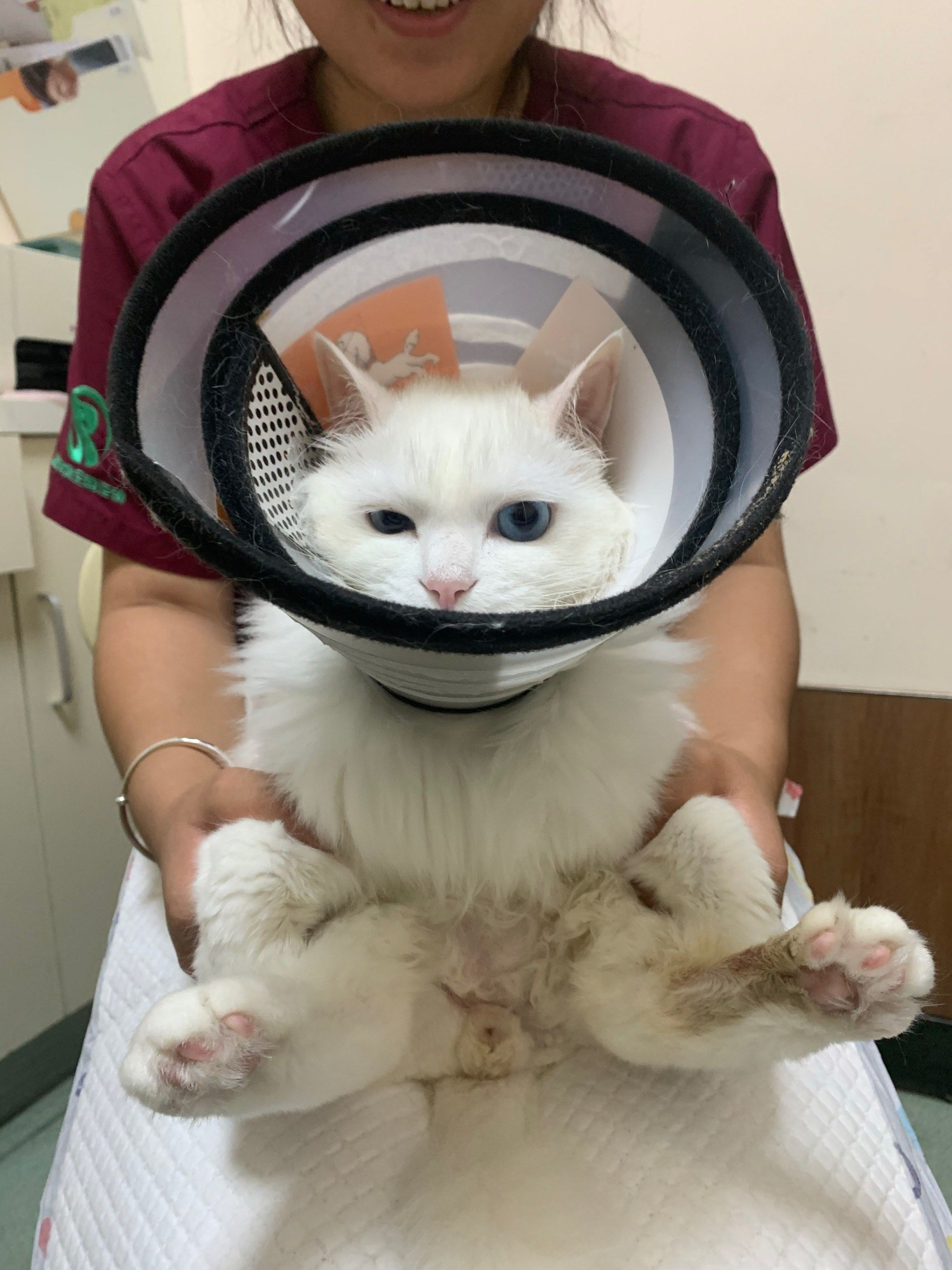 上个月小鸡鸡上长了个硬硬肿物经常去舔经常去揉导致鸡鸡发炎了
