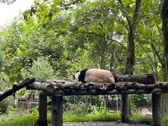 -都江堰中华大熊猫苑