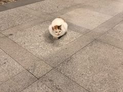 -厦门国家会计学院