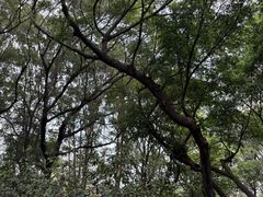 -王借岗森林公园