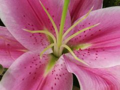 -花瓣雨花艺·Petals raln(和平路店)