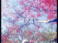 -秋霞圃