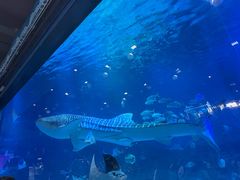 -烟台海昌鲸鲨海洋公园